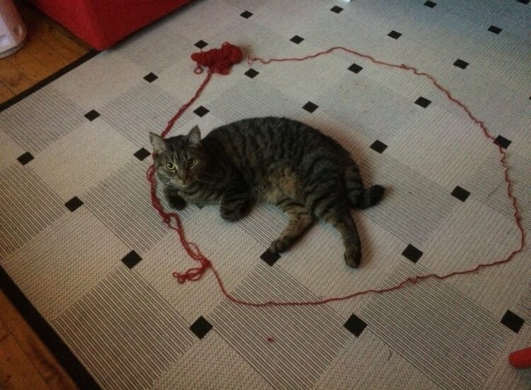 Vira "trapped" in a circle of yarn