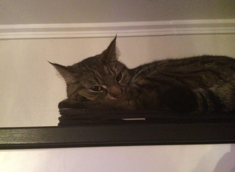 Vira on top of the shelf