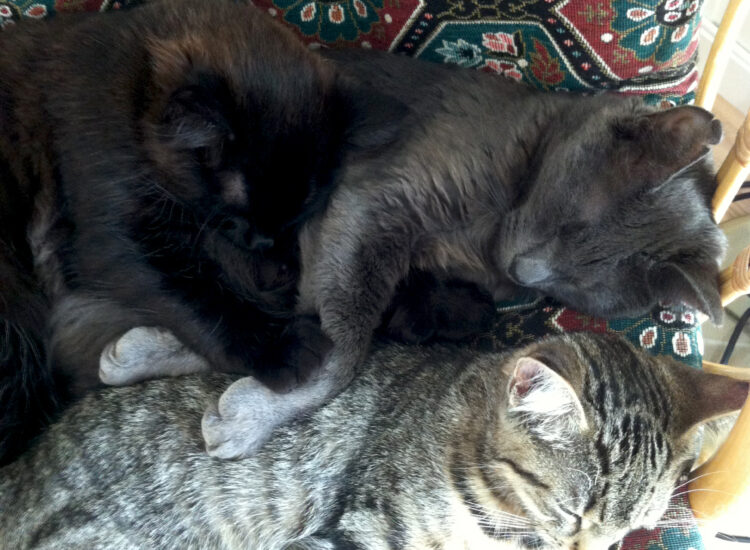 Nusse Vamp, Vira and Jacob cuddling
