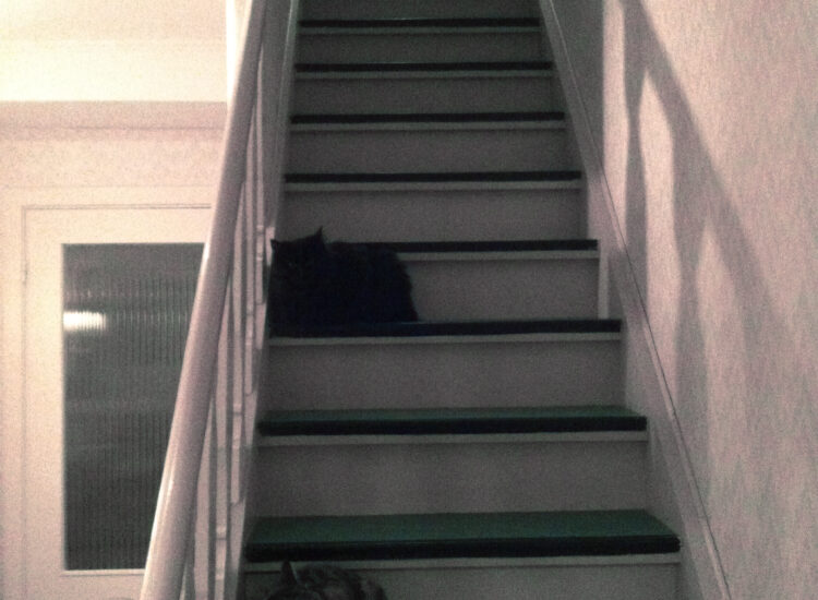 Three cats on the stairs