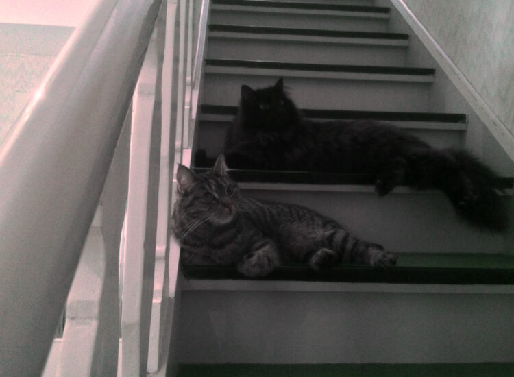 Sister and brother laying on the stairs