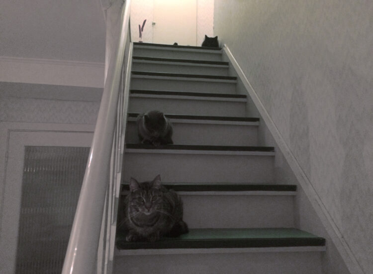 Three cats on the stairs