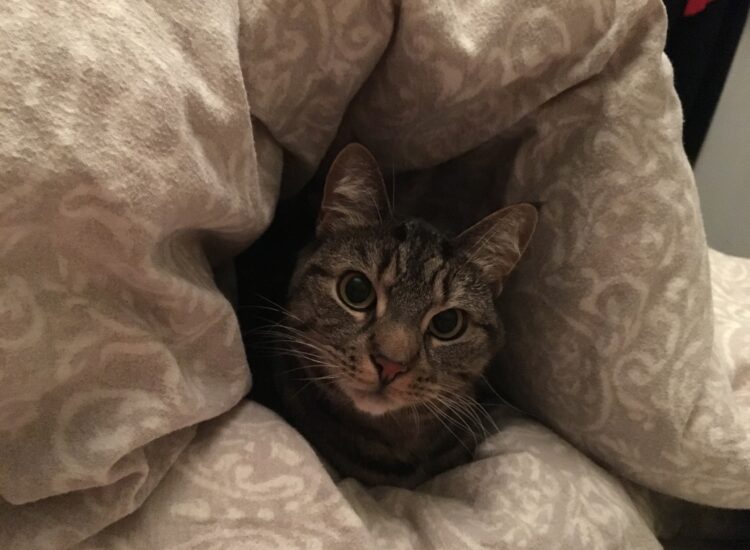 Warm inside the blanket