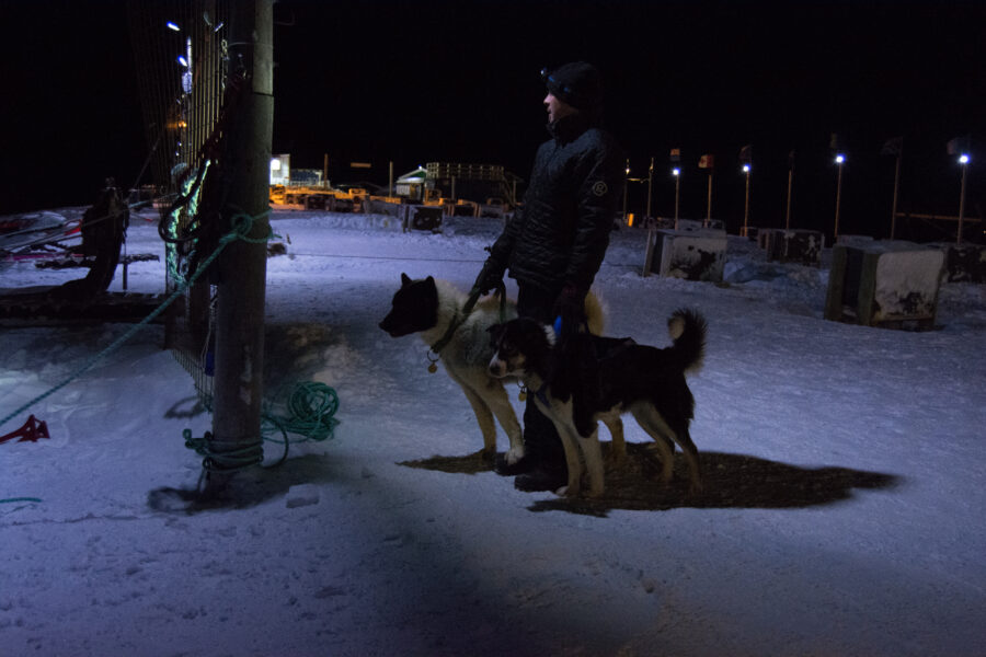 Sled dogs