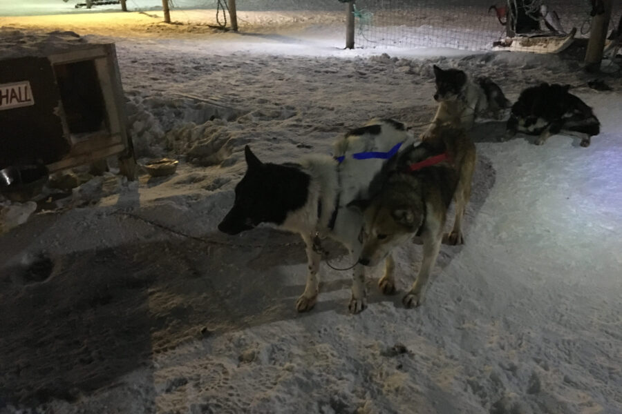 Sled dogs