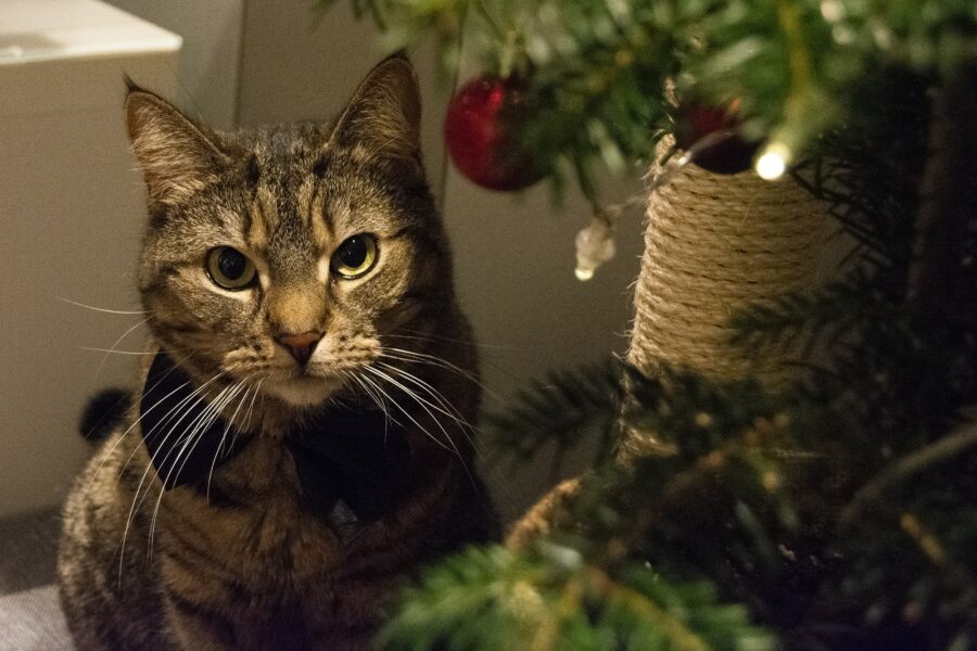 Vira by her small yule tree
