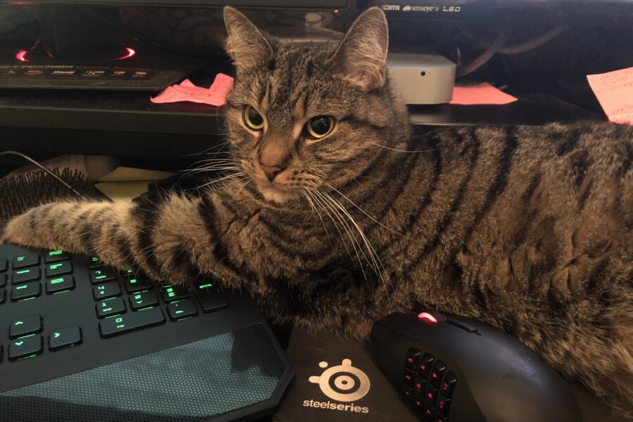 Vira's paw is over the keyboard