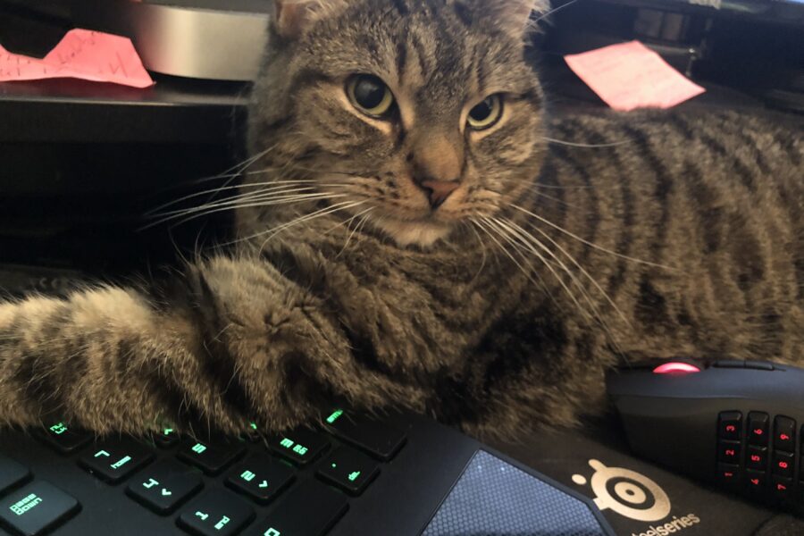 Vira's paw is over the keyboard