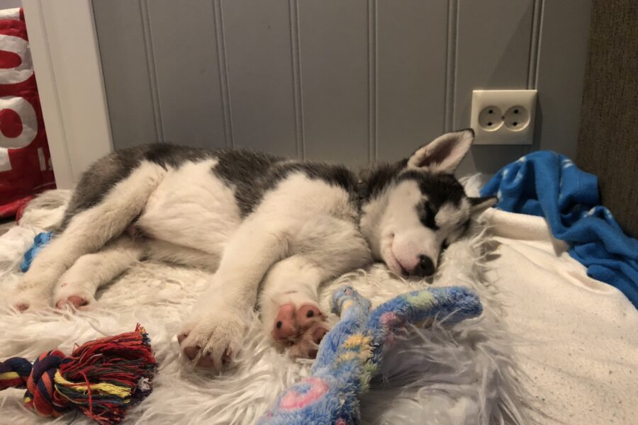 Baby Fenrir