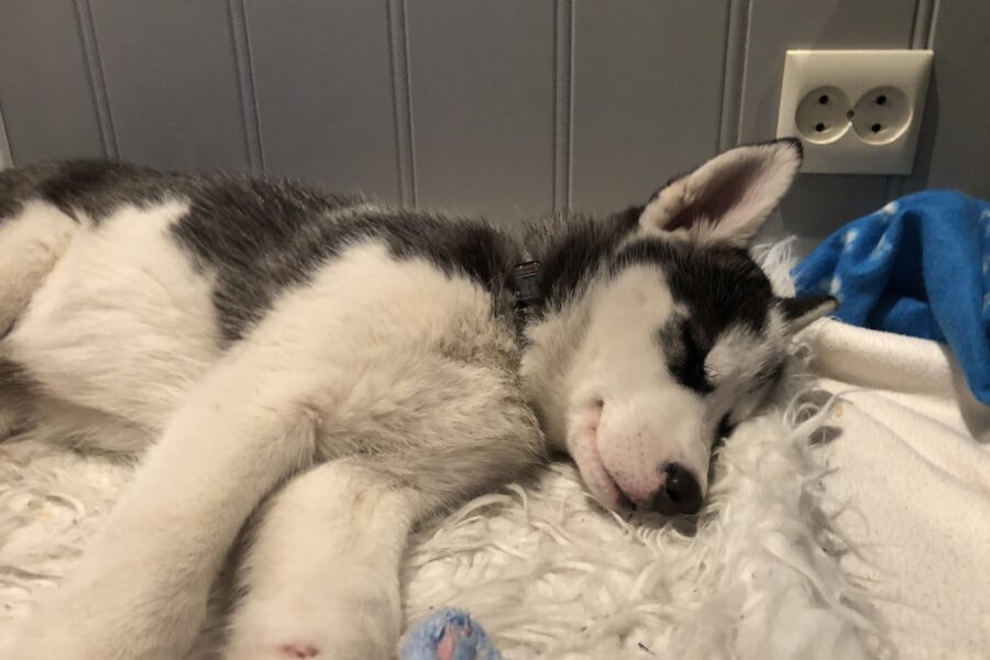 Baby Fenrir