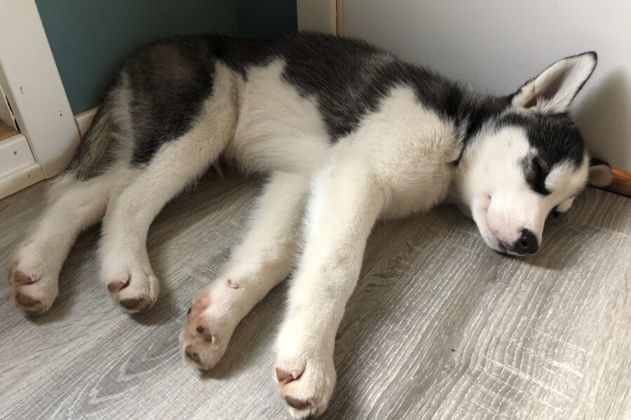 Baby Fenrir