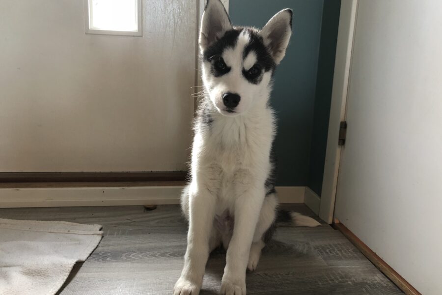 Baby Fenrir