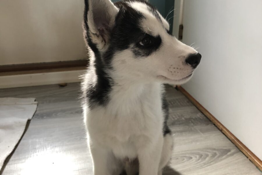 Baby Fenrir