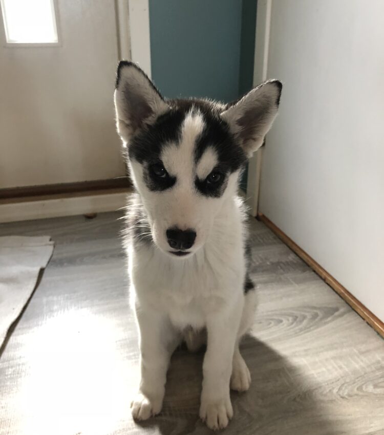 Baby Fenrir