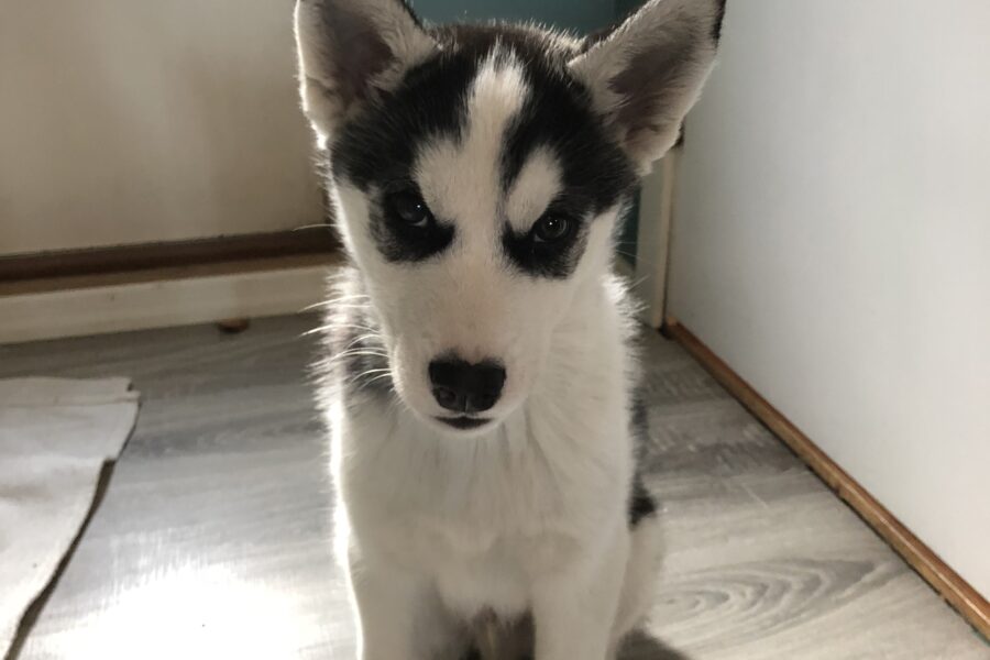 Baby Fenrir