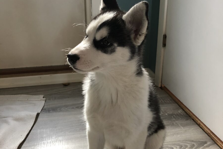 Baby Fenrir