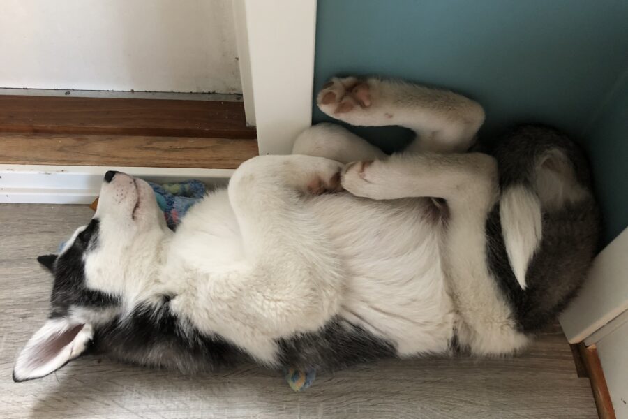 Baby Fenrir sleeping by the door