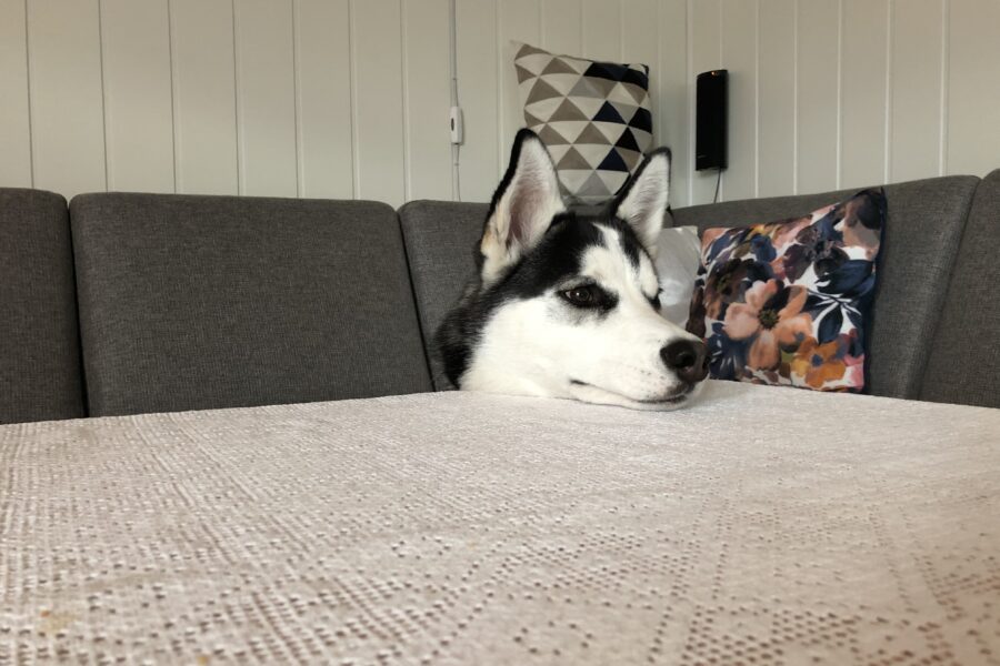 Fenrir resting his head on the table