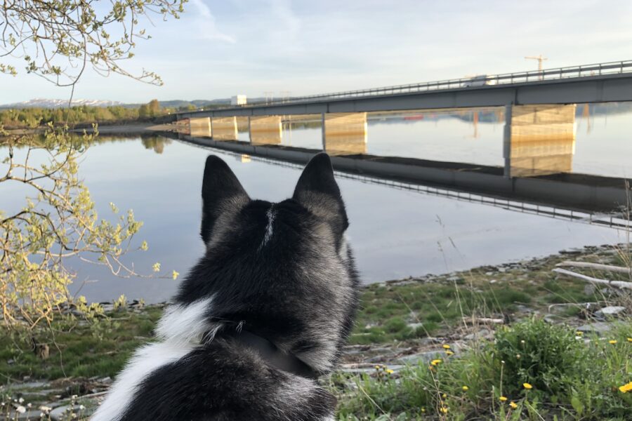 Fenrir on a walk