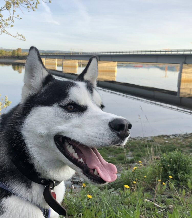 Fenrir on a walk