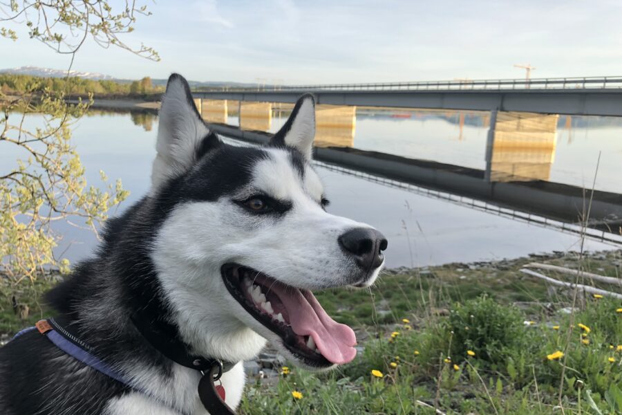 Fenrir on a walk