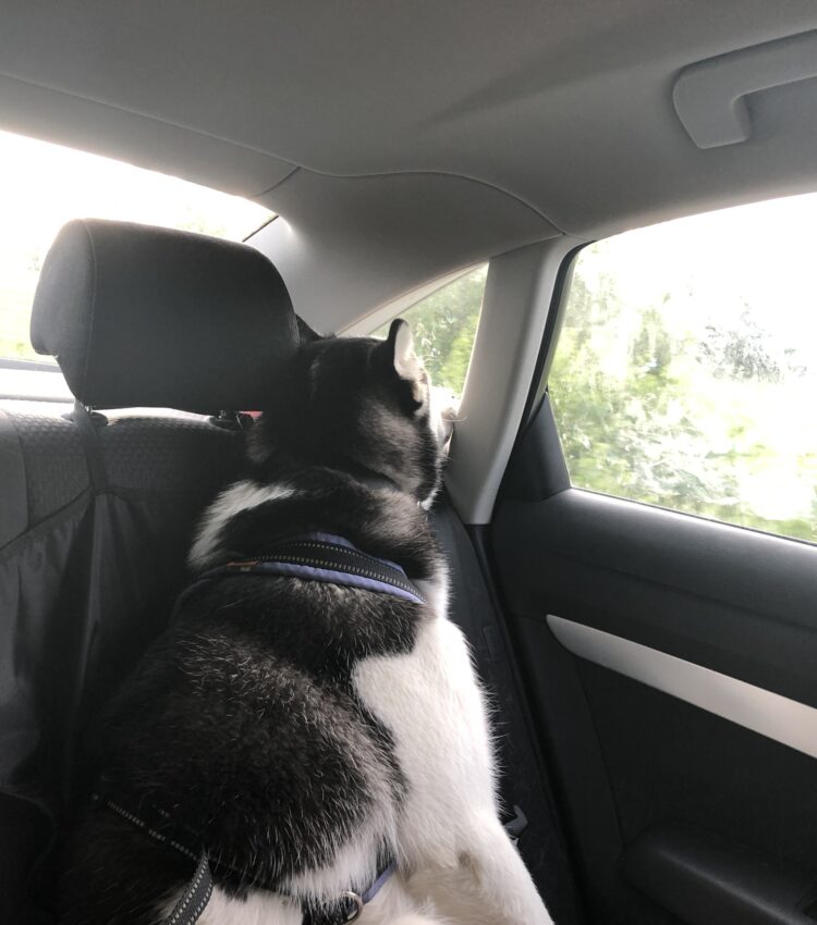 Fenrir sleeping in the car