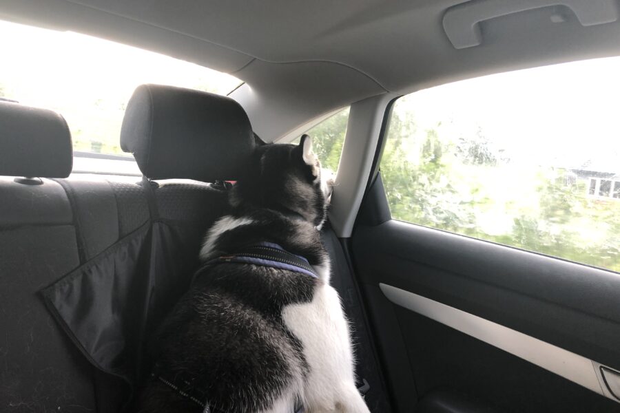 Fenrir sleeping in the car