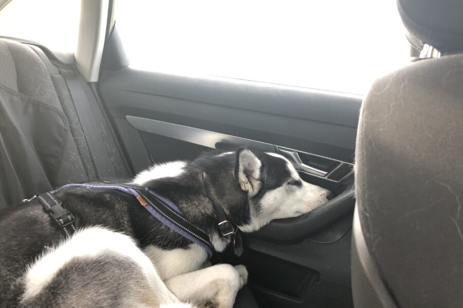 Fenrir sleeping in the car