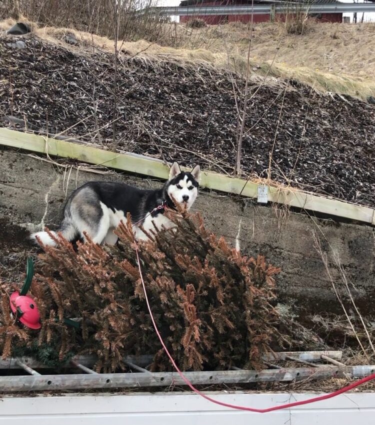 Fenrir being weird, exploring