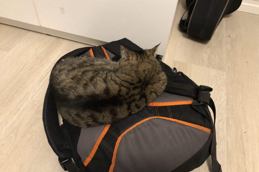 Vira sleeping on my bag