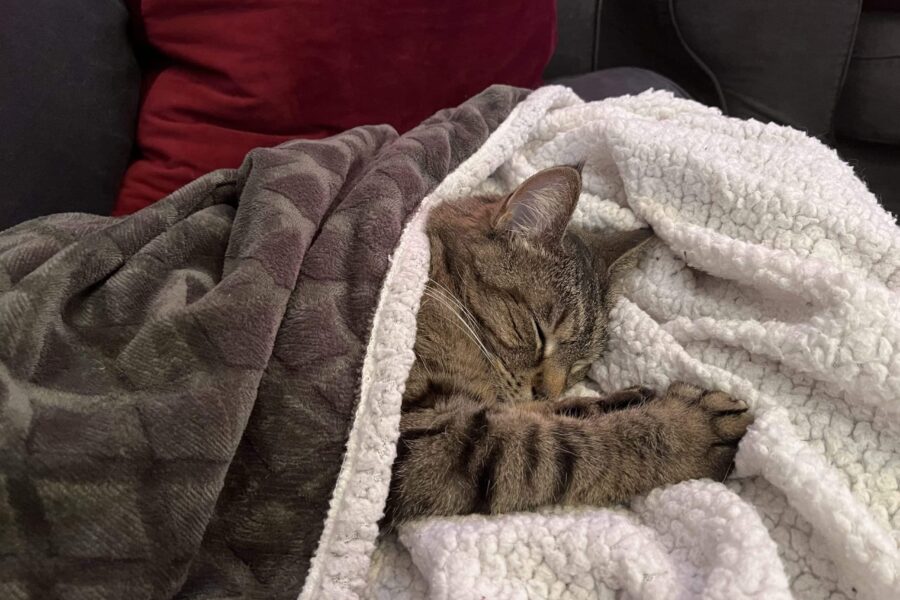 Vira sleeping under a blanket