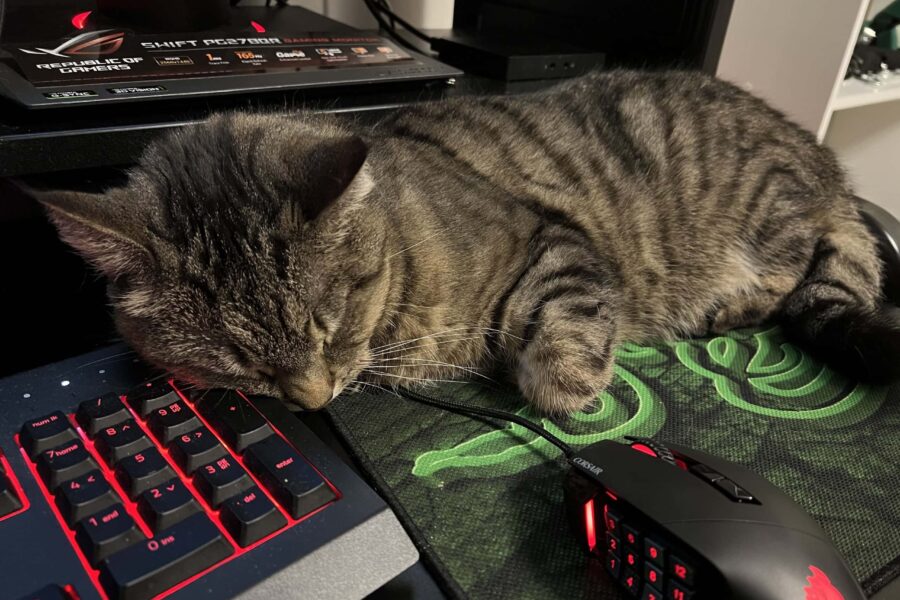 Vira laying right next to my mouse and keyboard