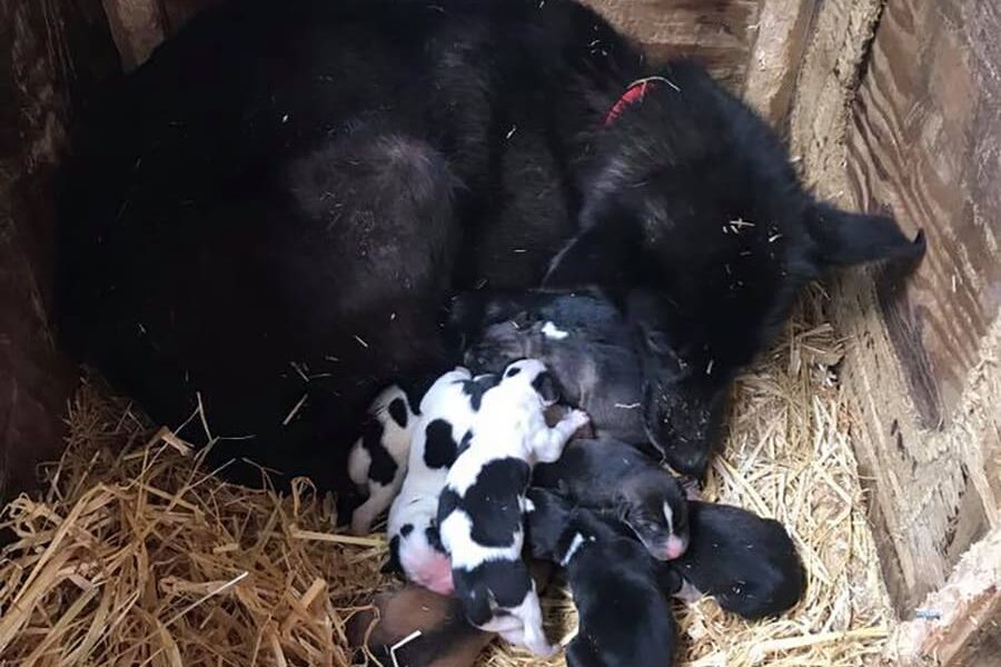 Baby Cassie with her mother and siblings