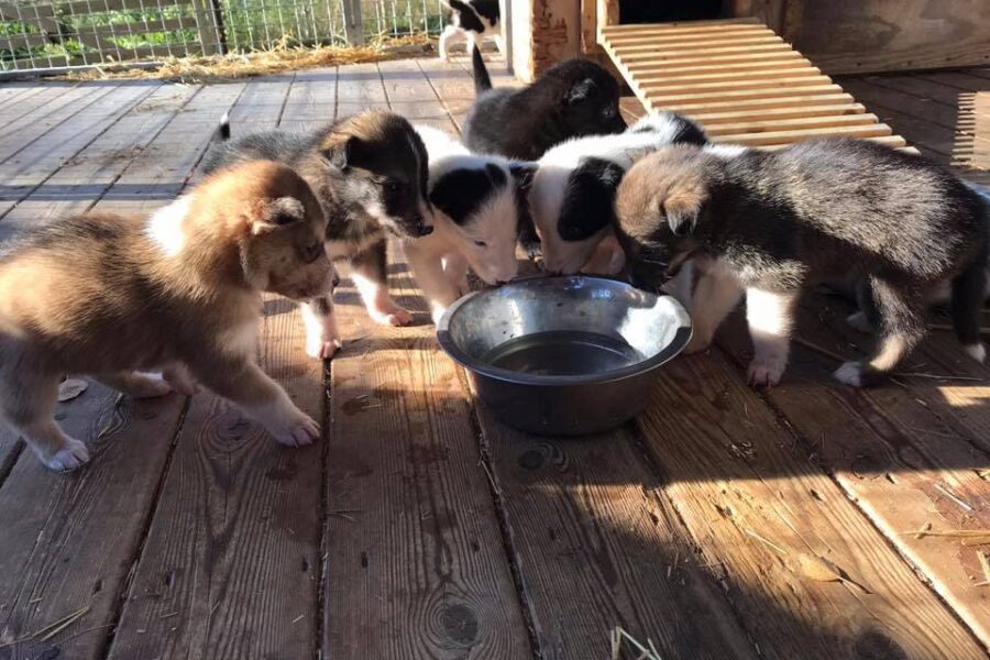 Puppy Cassie and siblings