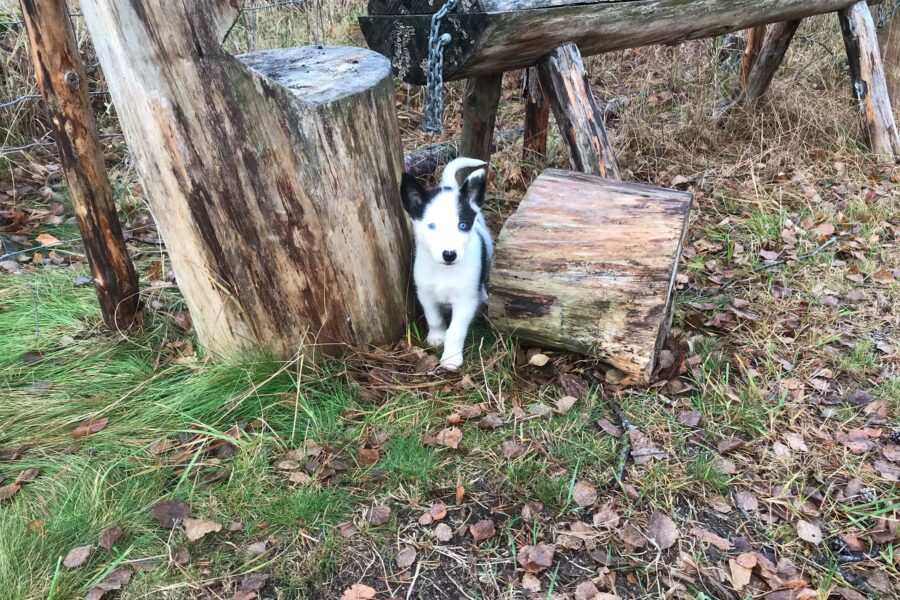 Puppy Cassie bewteen two logs