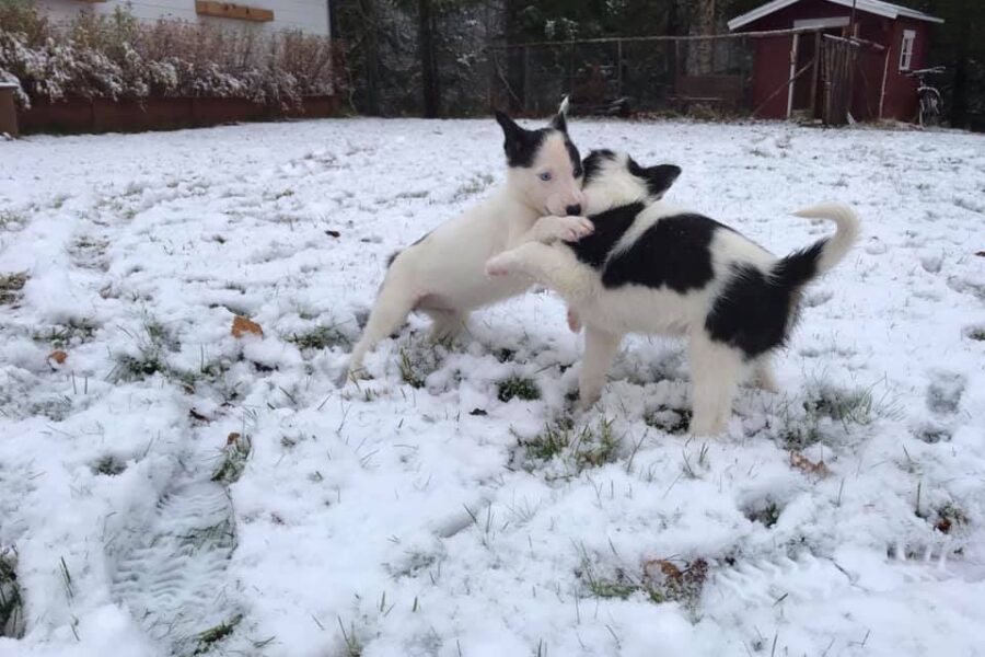 Puppy Cassie wrestling with a sibling