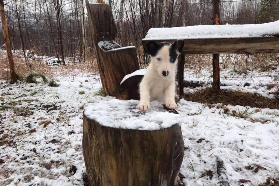 Puppy Cassie on top of a wooden log stool