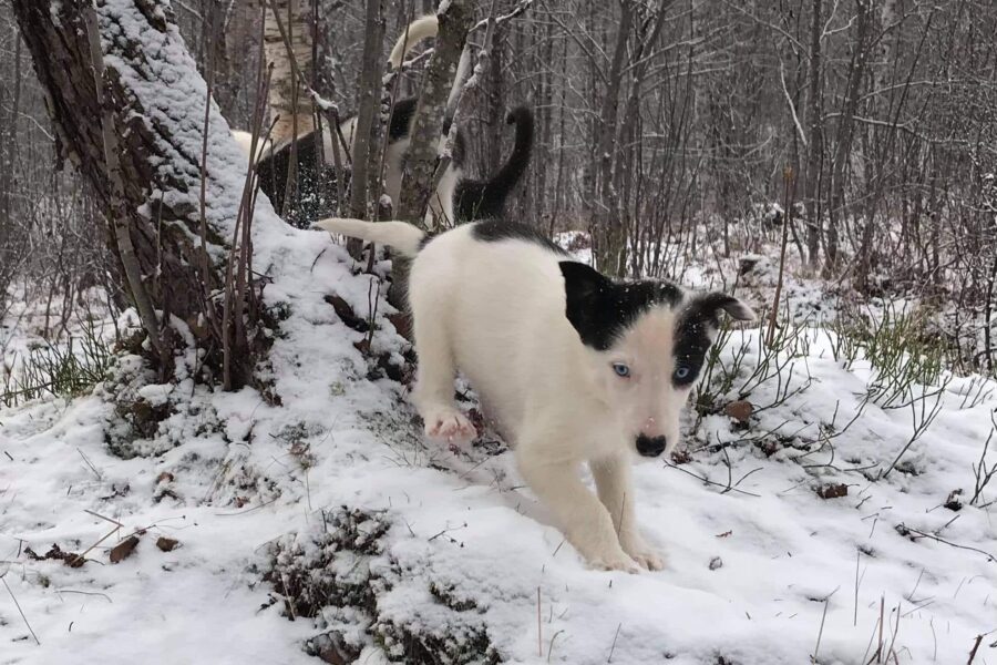 Puppy Cassie in the snow