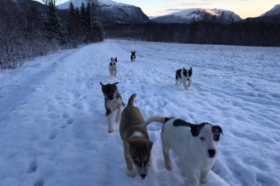 Puppy Cassie and her siblings running in the snow