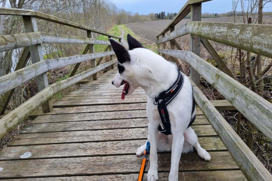 Cassie on a bridge