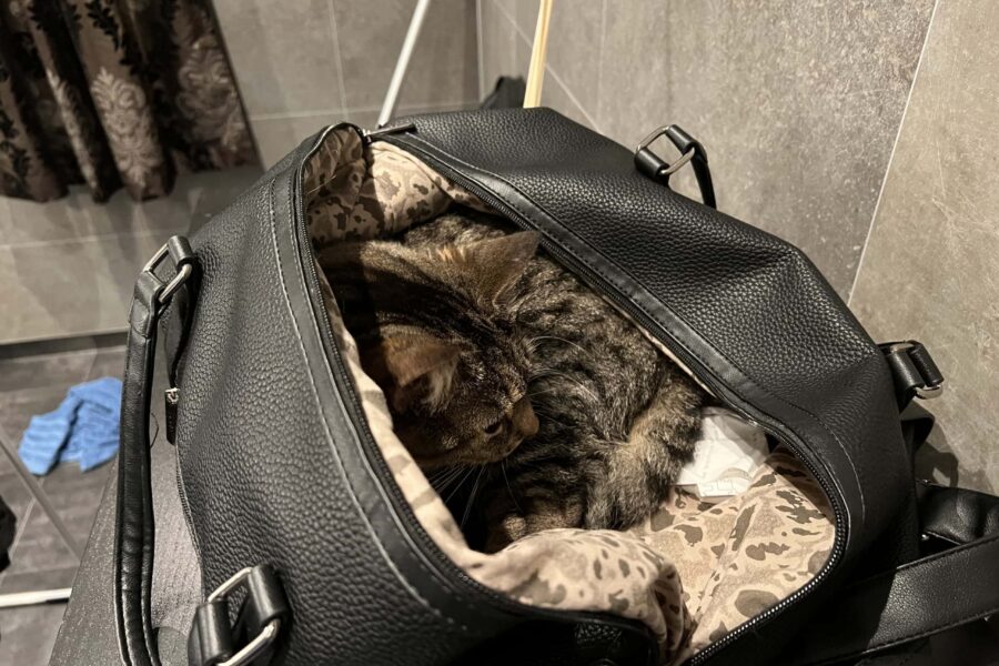 Vira sleeping in my bag