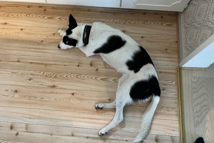 Cassie sleeping on the kitchen floor