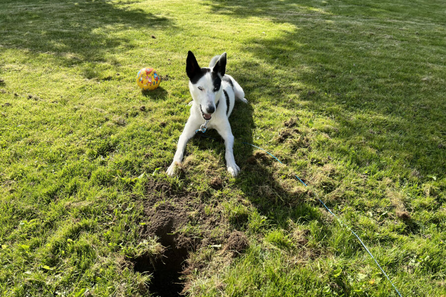 Cassie dug a hole in the ground