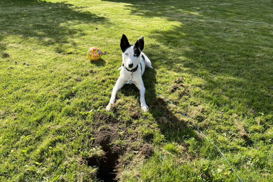 Cassie dug a hole in the ground