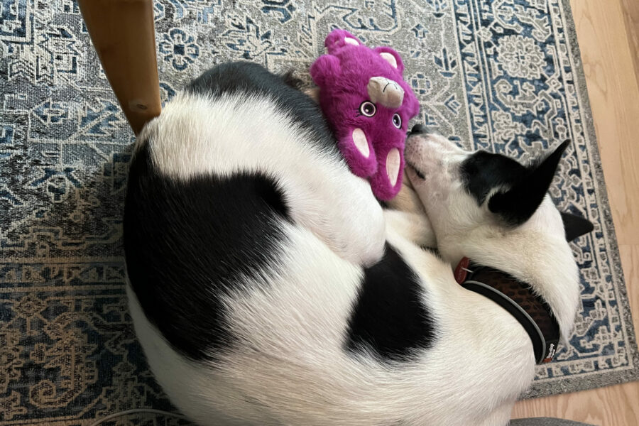 Cassie sleeping like a ball on the floor right next to her toy, Josefine
