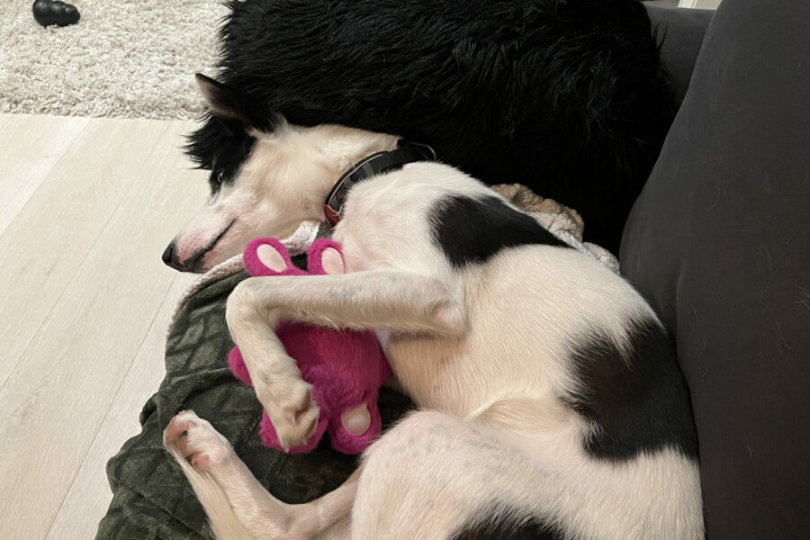 Cassie sleeping on the couch with her favorite toy, Josefine