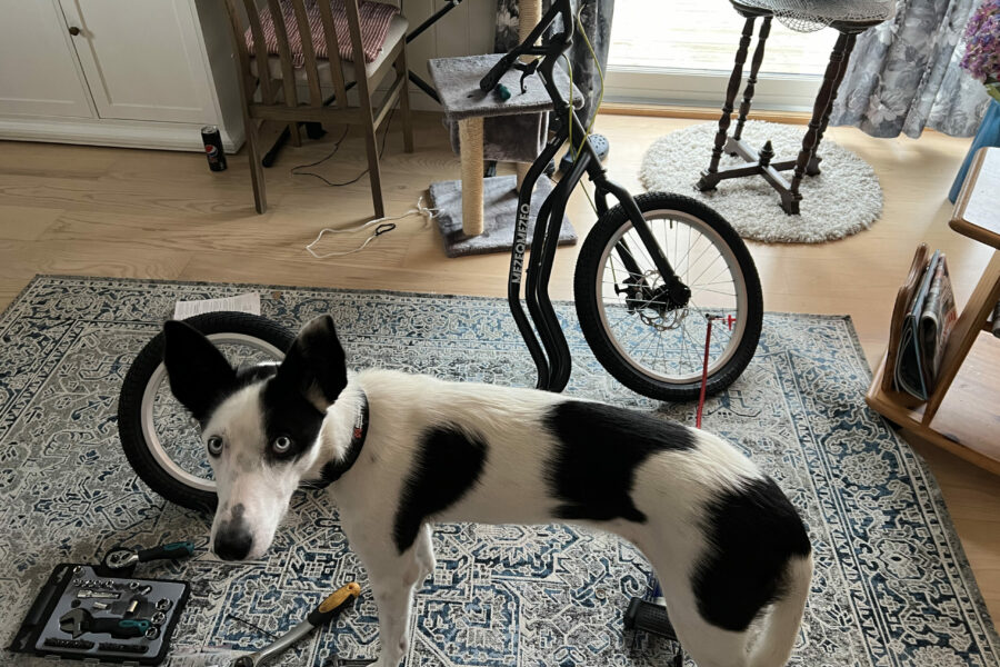 The kickbike is almost done setting up. Cassie is inspecting it.