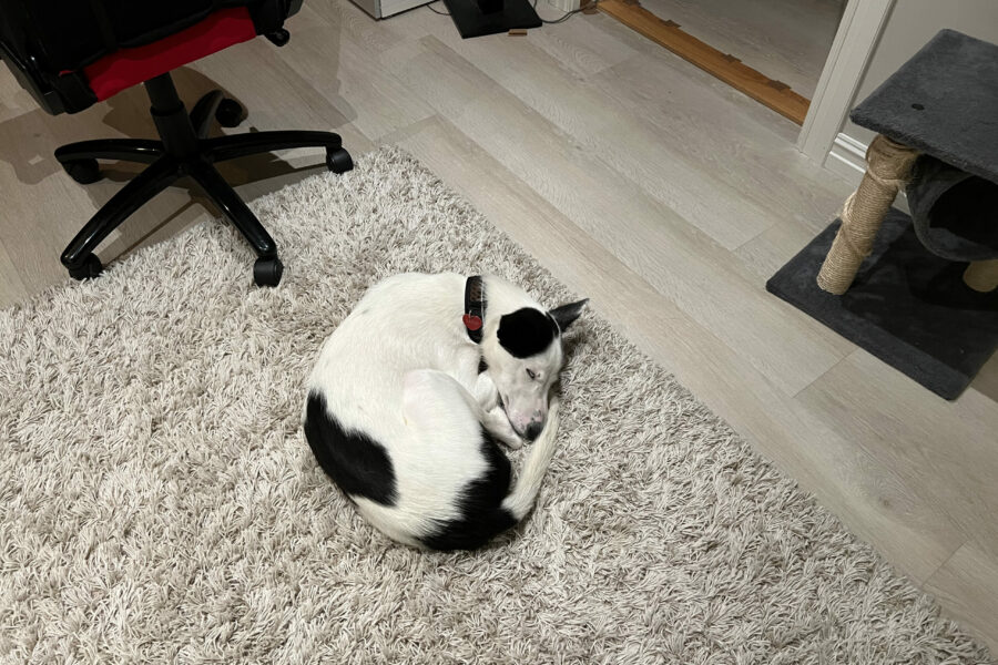 Cassie curled up on the rug