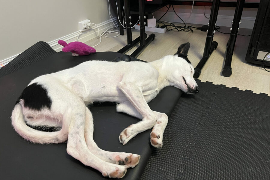 Cassie is sleeping on top of an exercise mat