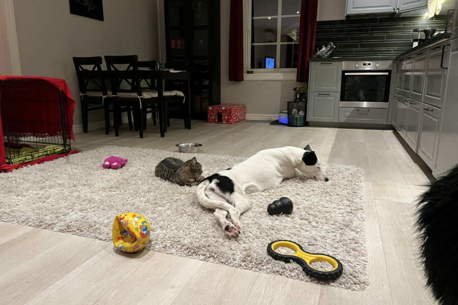 Cassie and Viras is laying right next to eachother on the rug